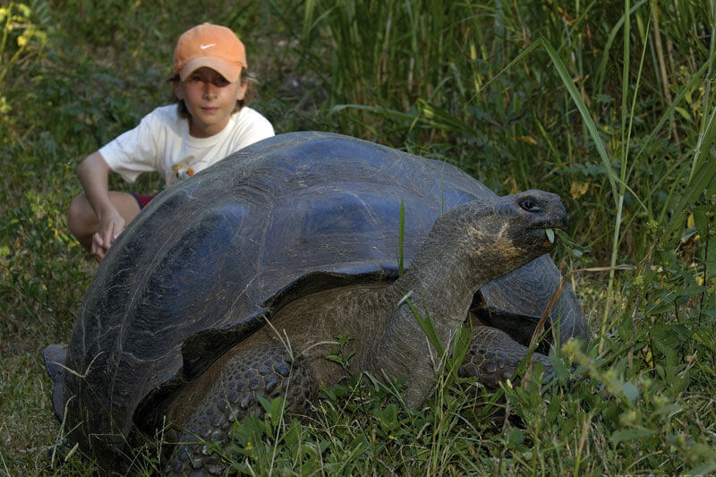 Galapagos giant tortoise