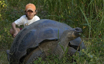 Galapagos giant tortoise