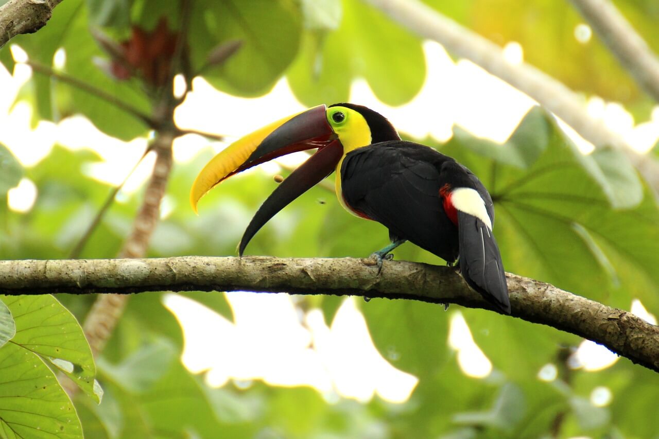 A vibrant toucan rests on a branch, its bold beak cutting through the lush Costa Rican canopy. 