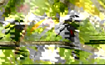 A vibrant toucan rests on a branch, its bold beak cutting through the lush Costa Rican canopy. 