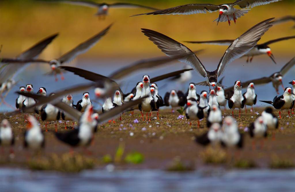 Pantanal