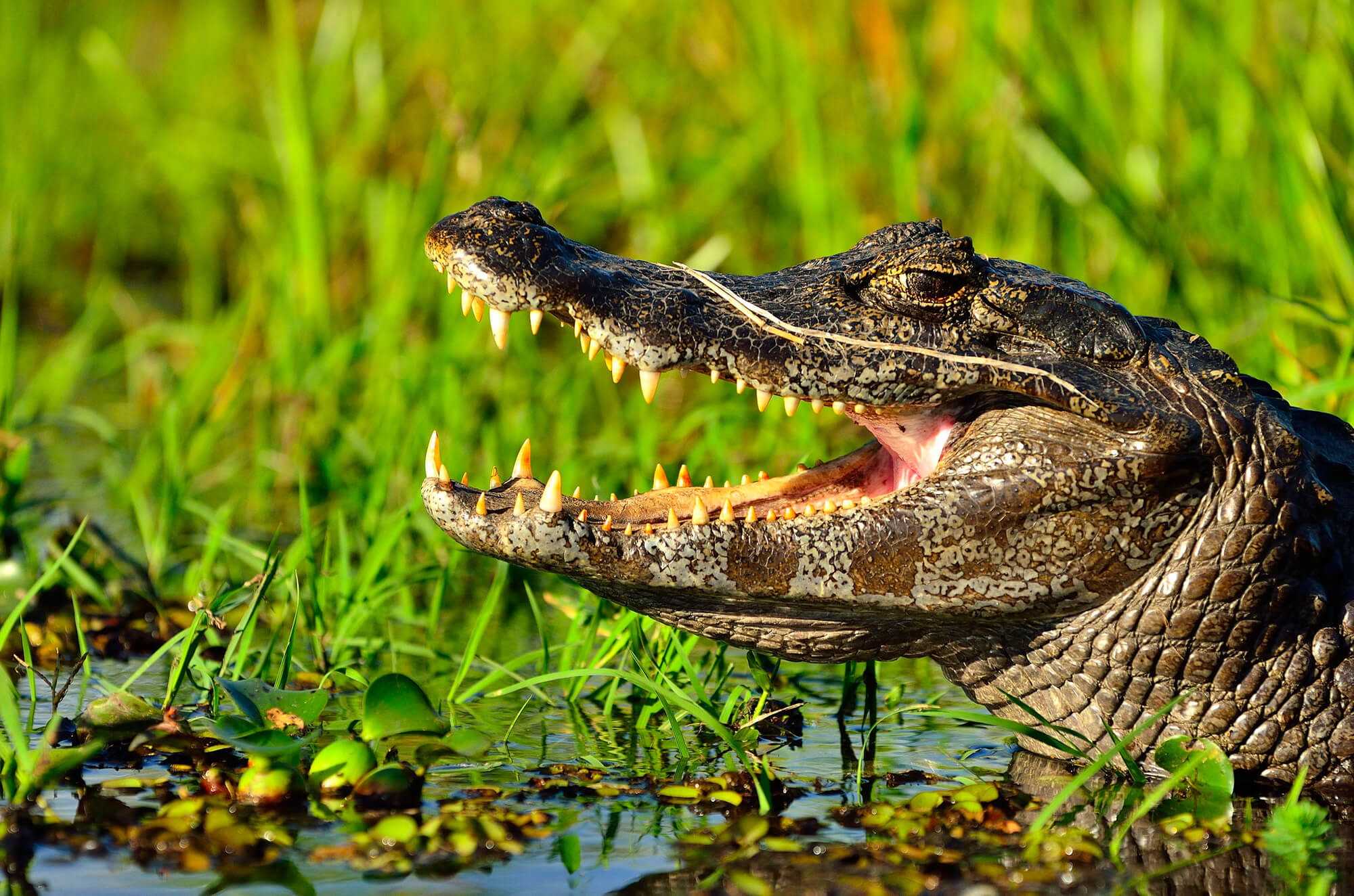 Caiman Ibera 