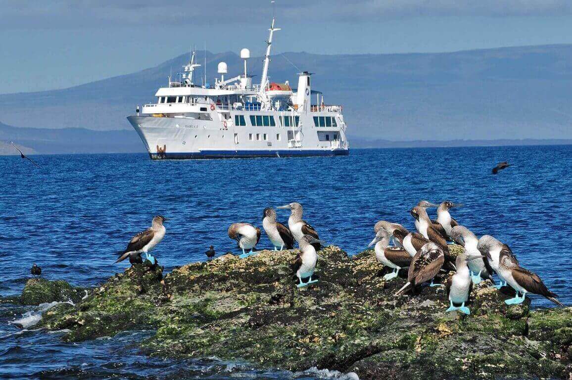 Get up close to blue footed boobies 