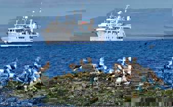 Get up close to blue footed boobies 