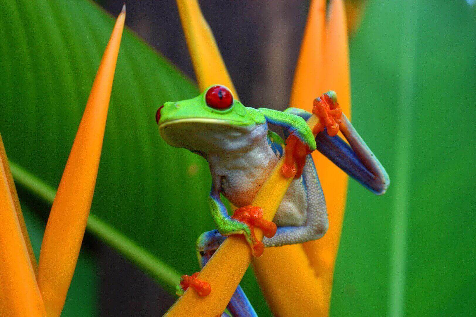 A vivid red-eyed tree frog clings to a tropical flower deep in Costa Rica's rainforest. 