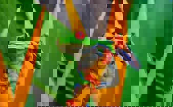 A vivid red-eyed tree frog clings to a tropical flower deep in Costa Rica's rainforest. 