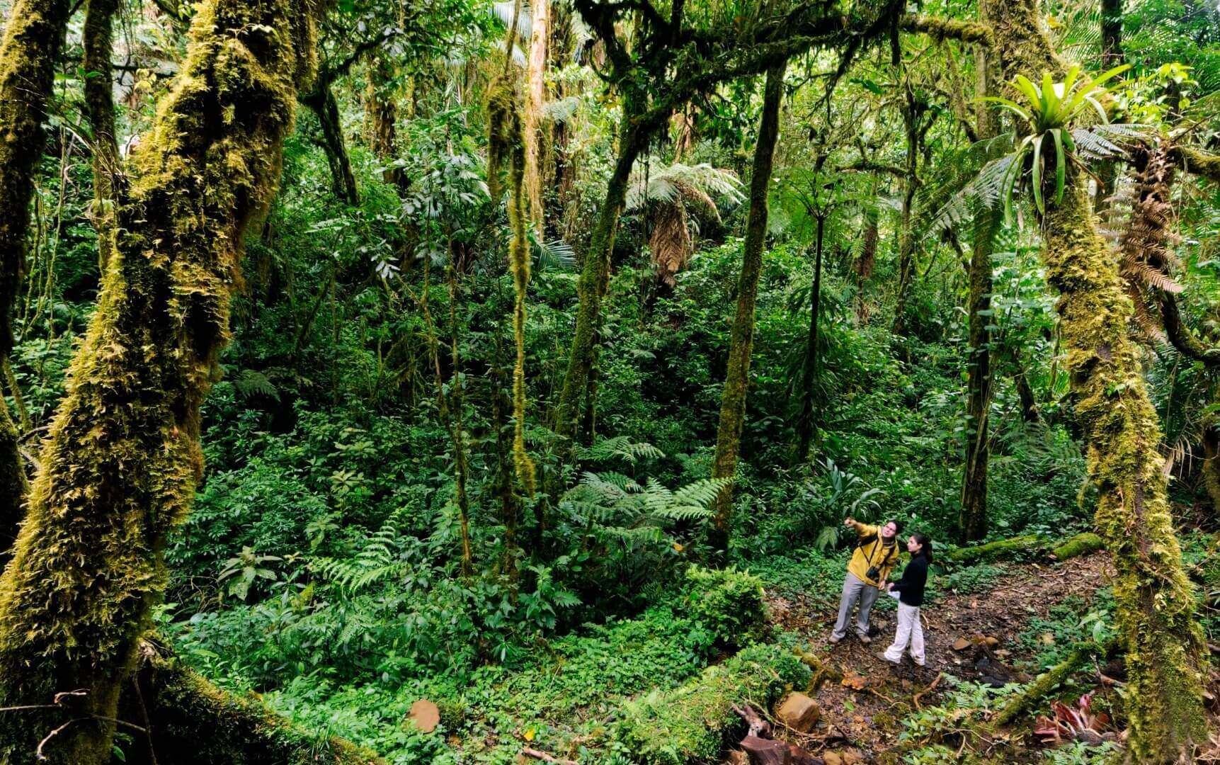 Hikers wonder through Monteverde's misty forest, surrounded by towering trees and lush moss-covered paths. 