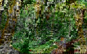 Hikers wonder through Monteverde's misty forest, surrounded by towering trees and lush moss-covered paths. 