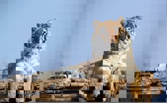 The Majestic Bengal Tiger