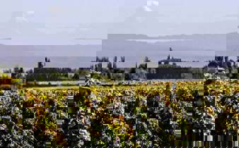 Circuit Vin Argentine